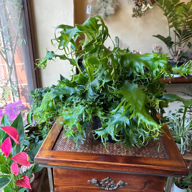 ミクロソリウム・ドラゴンウィング | 蓬田生花店