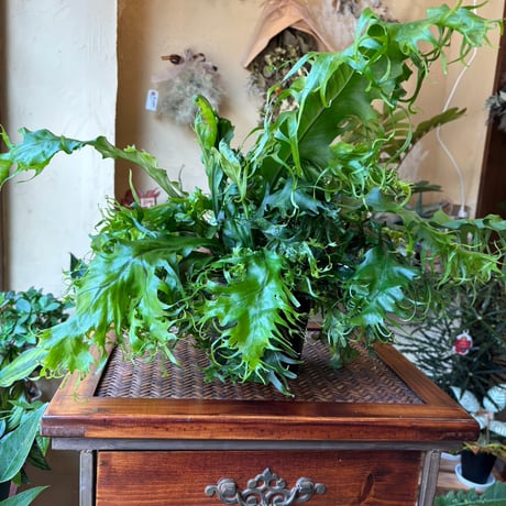 CATEGORY 観葉植物 | 蓬田生花店