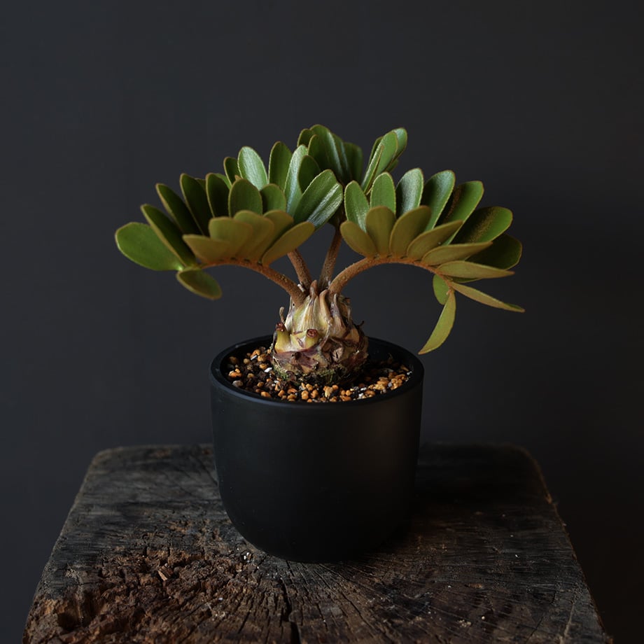 ザミア フルフラセア （メキシコソテツ） | retes online shop