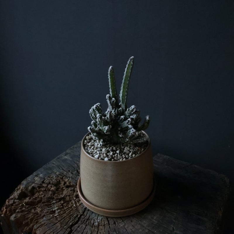 サボテン 残雪の峰 - 多肉植物 彩香 サボテン モンビレア‘残雪の峰’ 多肉植物① 約47cm 中型 黒スクエア鉢