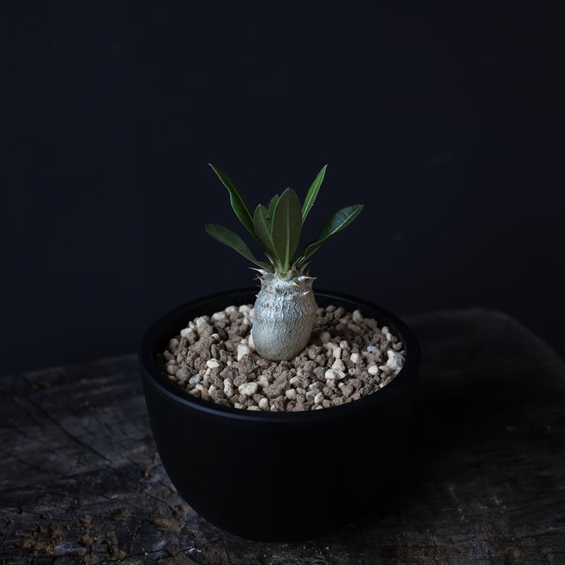 chika様　専　パキポディウムグラキリス実生 Amazon｜【種子】パキポディウム・グラキリス 実生株 自家2024 10s