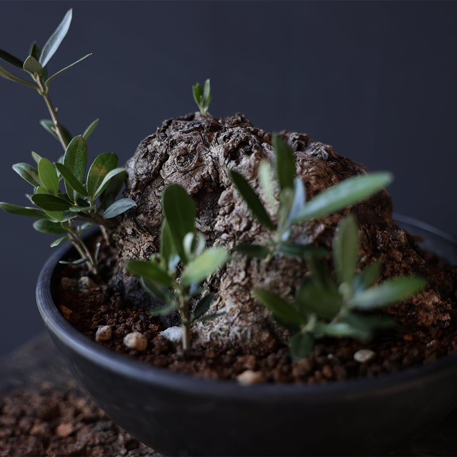 オリーブ古木盆栽 | retes online shop