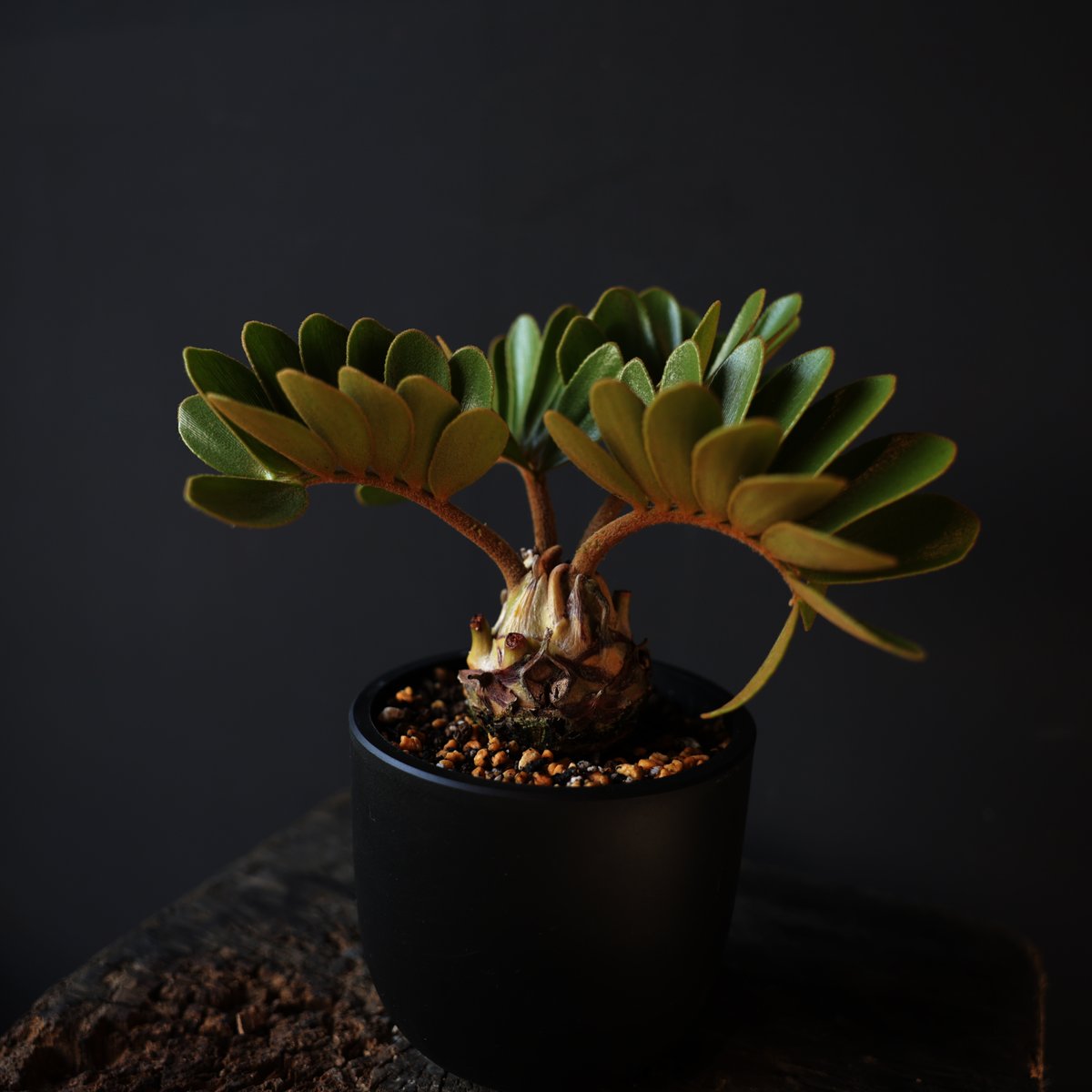 ザミア フルフラセア （メキシコソテツ） | retes online shop