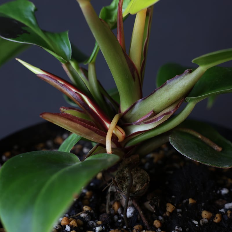 希少　フィロデンドロン　レッドムーン　販売予定 フィロデンドロン レッドムーン/Philodendron Red Moon ※マンゴー