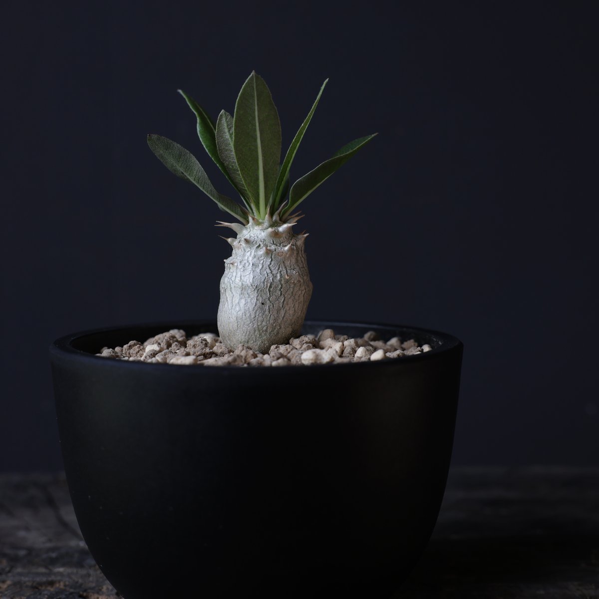 パキポディウムグラキリス　実生株 パキポディウム グラキリス 実生／Pachypodium gracilius no.