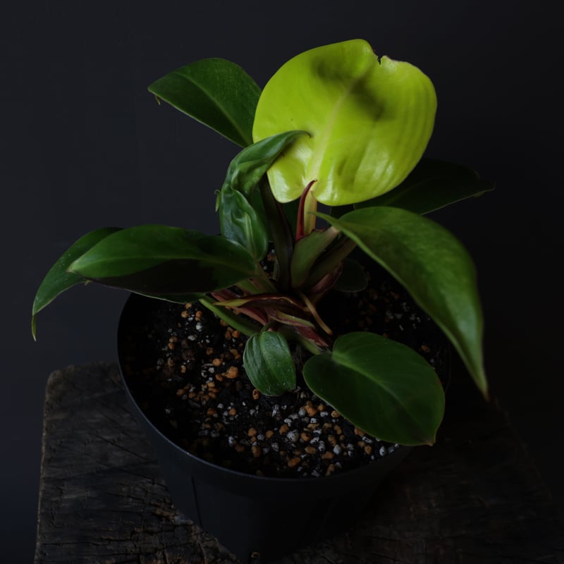 フィロデンドロン レッドムーン | retes online shop