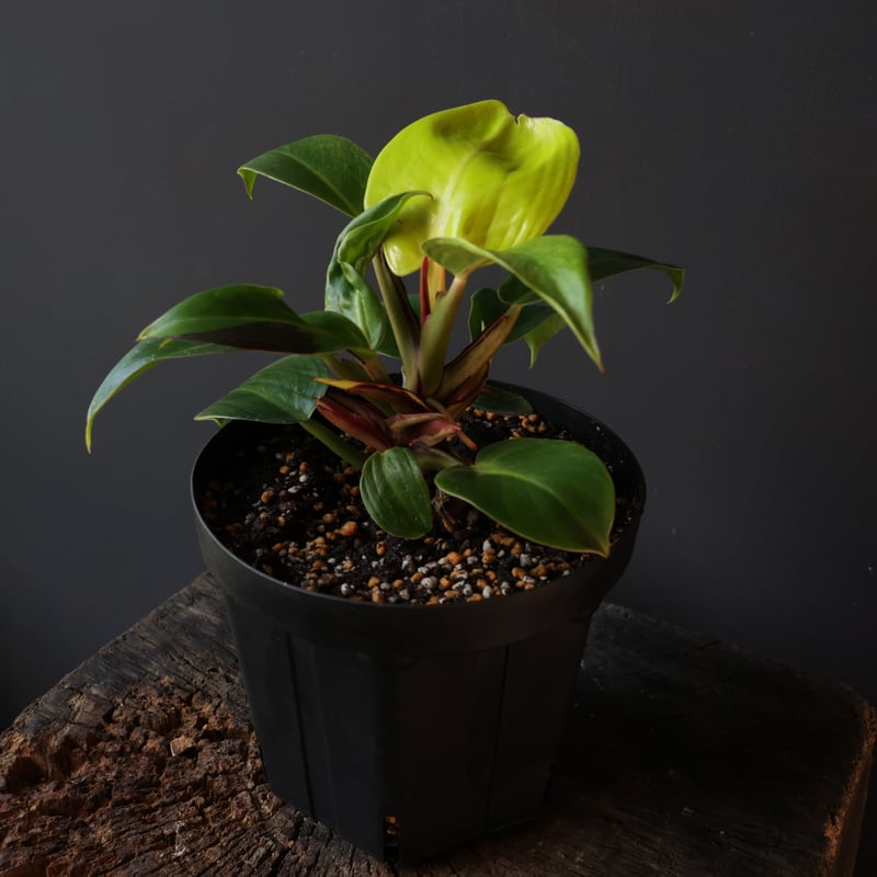 フィロデンドロン レッドムーン | retes online shop