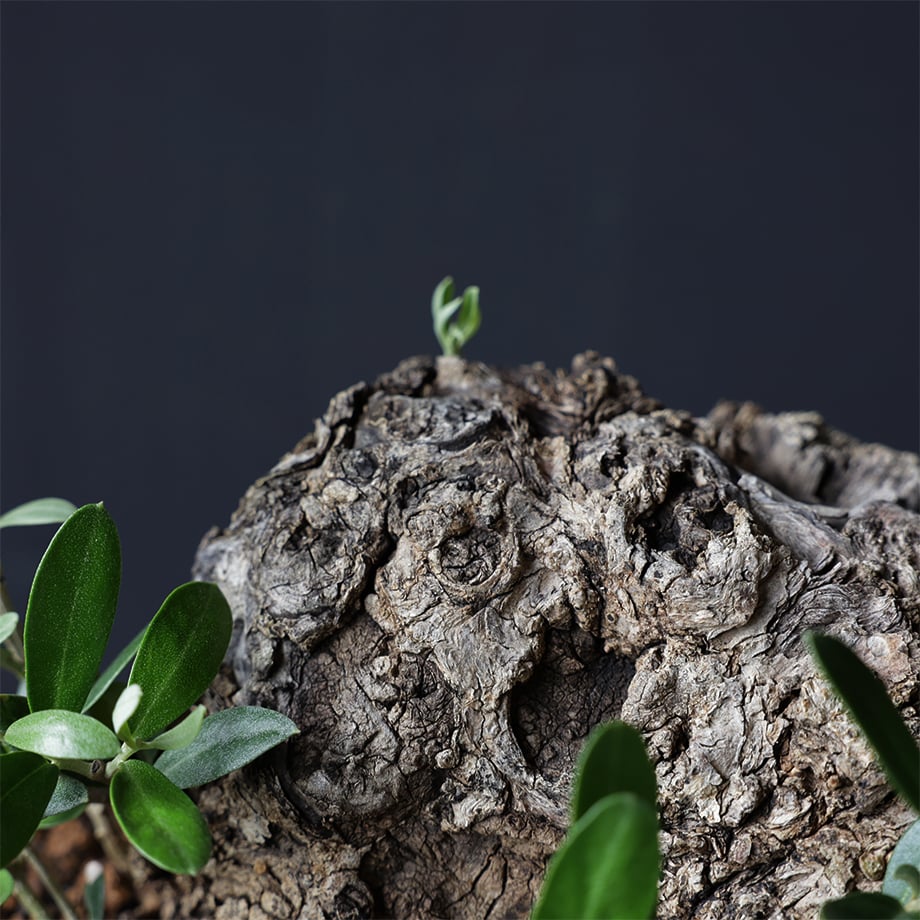 オリーブ　古木　盆栽　抜き苗 オリーブ 古木 old olive 盆栽 - メルカリ
