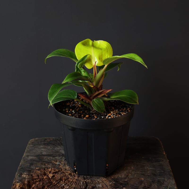 フィロデンドロン レッドムーン | retes online shop