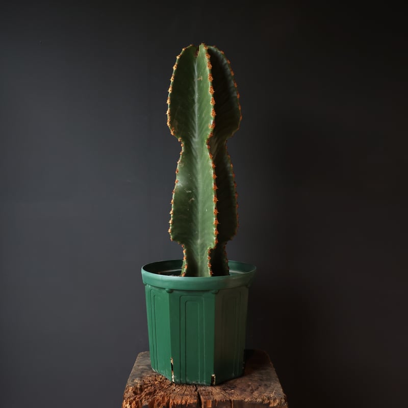 ユーフォルビア ランガク | retes online shop