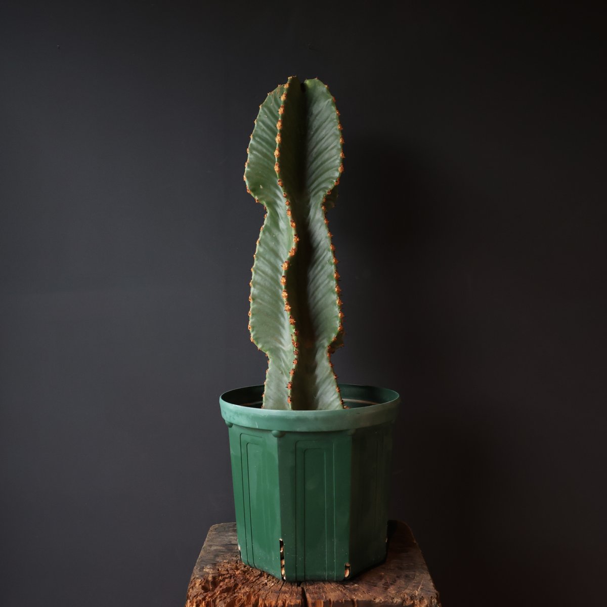 ユーフォルビア ランガク | retes online shop