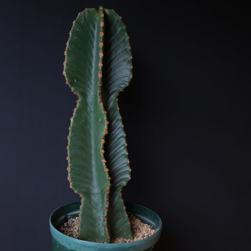 ユーフォルビア ランガク | retes online shop