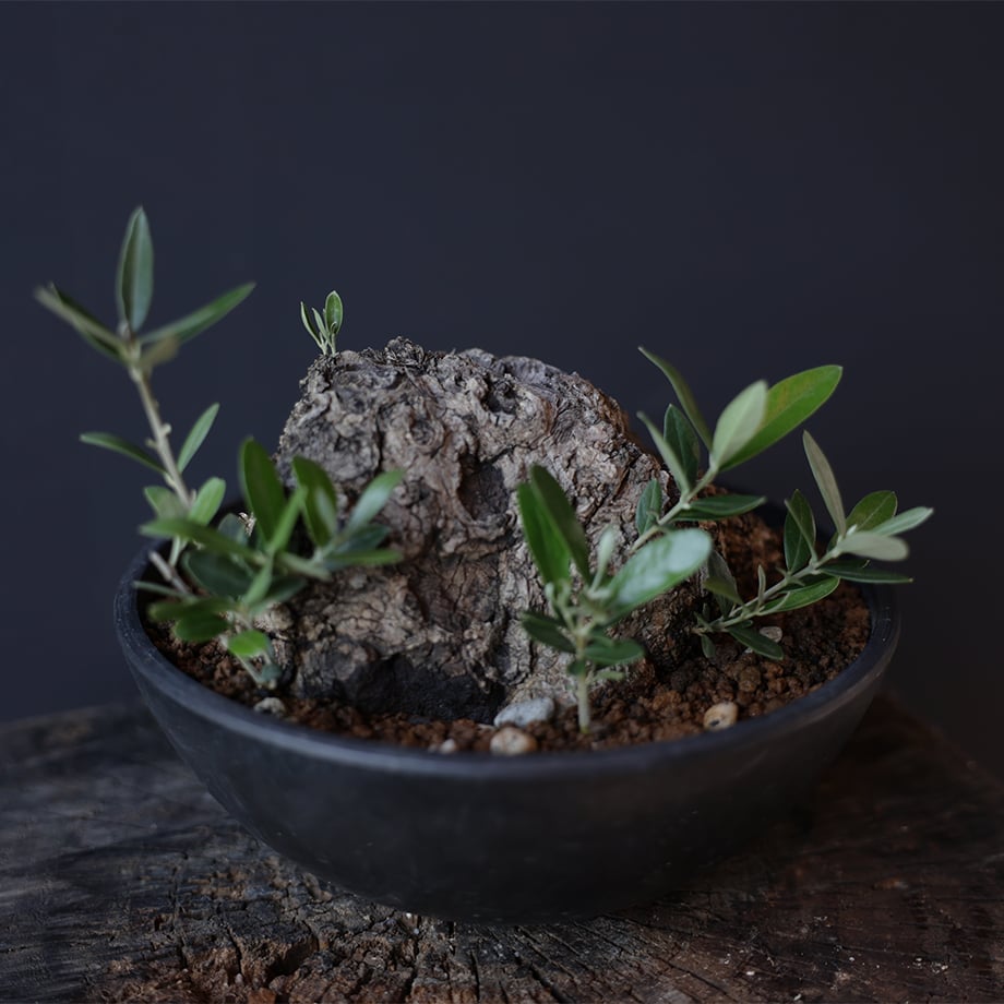 オリーブ古木盆栽 | retes online shop