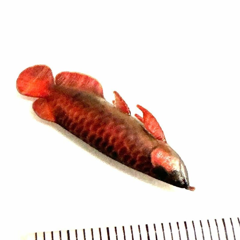 木製 鮮やかな魚の彫刻 アジア·アロワナ 木製 鮮やかな魚の彫刻 アジア·アロワナ 木製 鮮やかな魚の彫刻