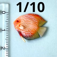 1/10ミニチュア　熱帯魚　ディスカス② フィギュア　完成品　ドールハウスに　ミニチュアイメージ　魚　ペット