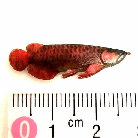 1/18 アジアアロワナ　アロワナ　ミニチュア　魚　ドールハウスに　ジオラマに　リアルフィギュア　フィギュア　ミニチュアイメージ