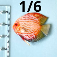 1/6 ミニチュア　熱帯魚　ディスカス② フィギュア　完成品　ドールハウスに　完成品