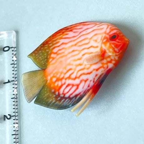 1/6 ミニチュア　熱帯魚　ディスカス② フィギュア　完成品　ドールハウスに　完成品