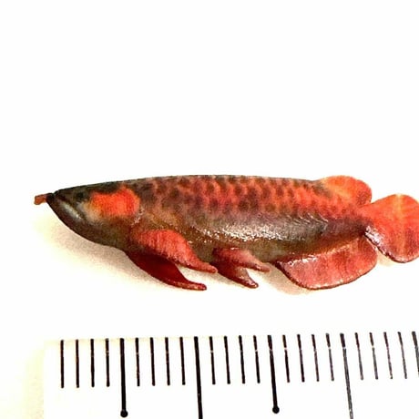1/18 アジアアロワナ　アロワナ　ミニチュア　魚　ドールハウスに　ジオラマに　リアルフィギュア　フィギュア　ミニチュアイメージ