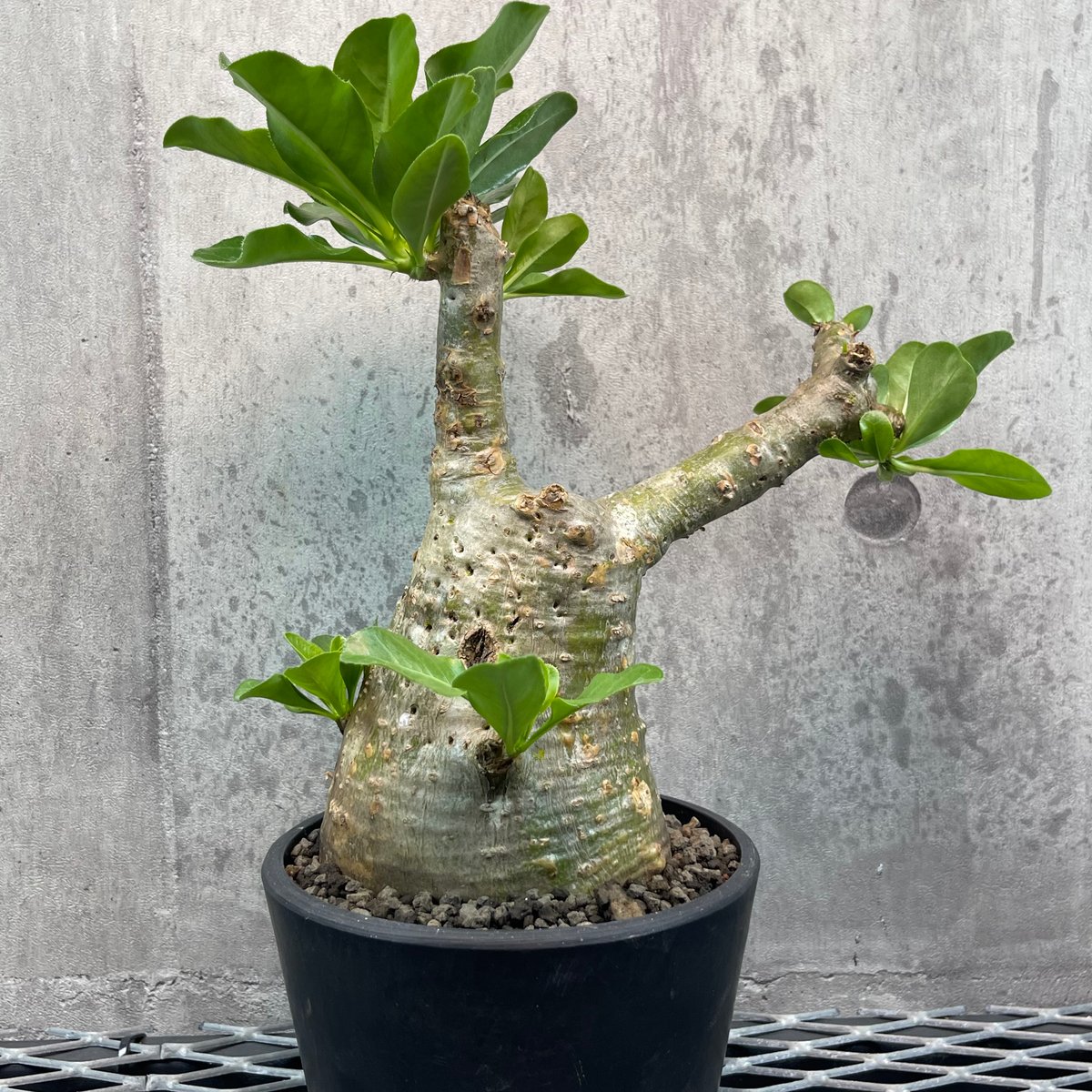 牛骨頭部オレンジ肌パキポディウムサウンデルシーサンデルシー現地球発根済