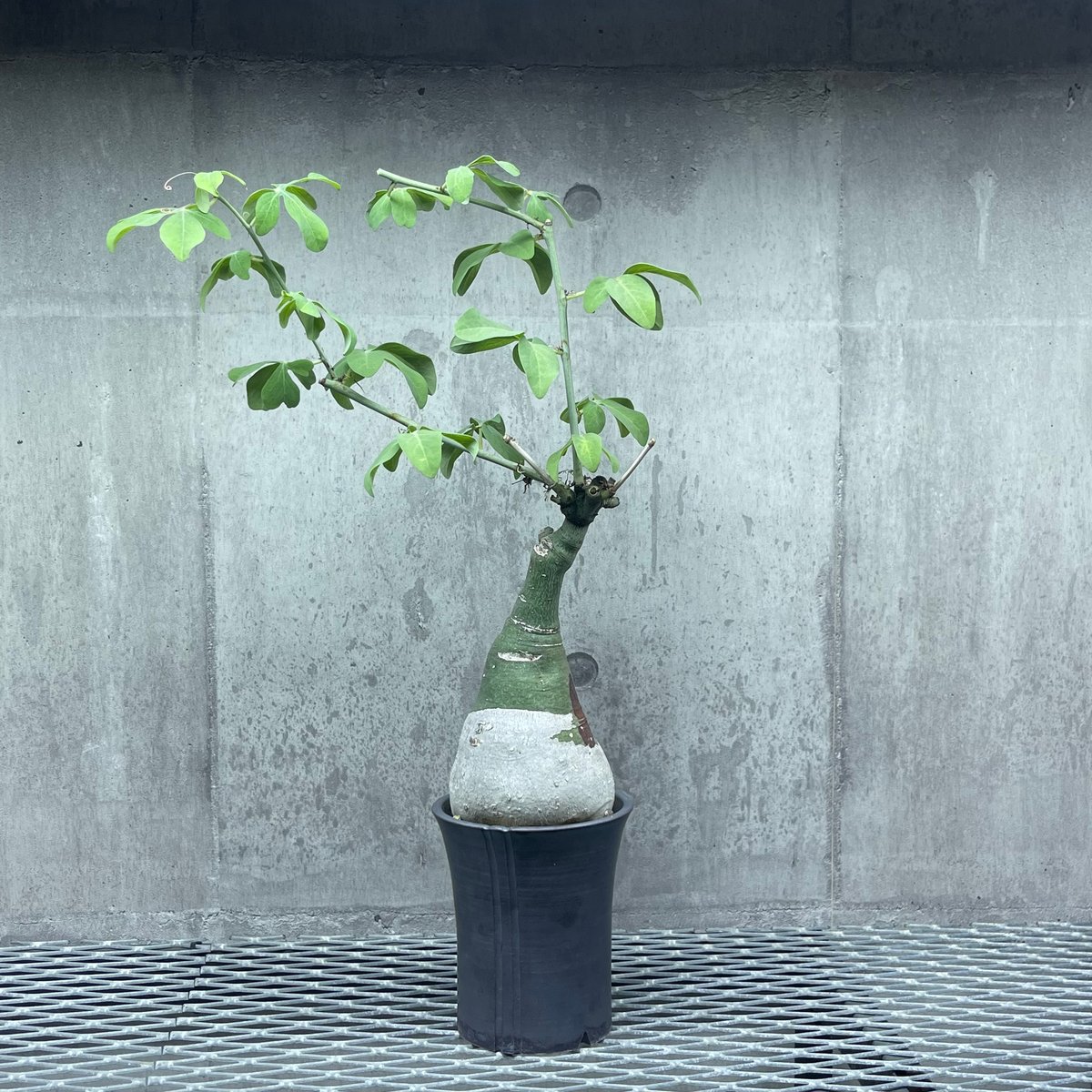 最終値下げ　アデニアグラウカ 期間限定値下げ アデニアグラウカ 大株 アデニアグラウカ | STORES