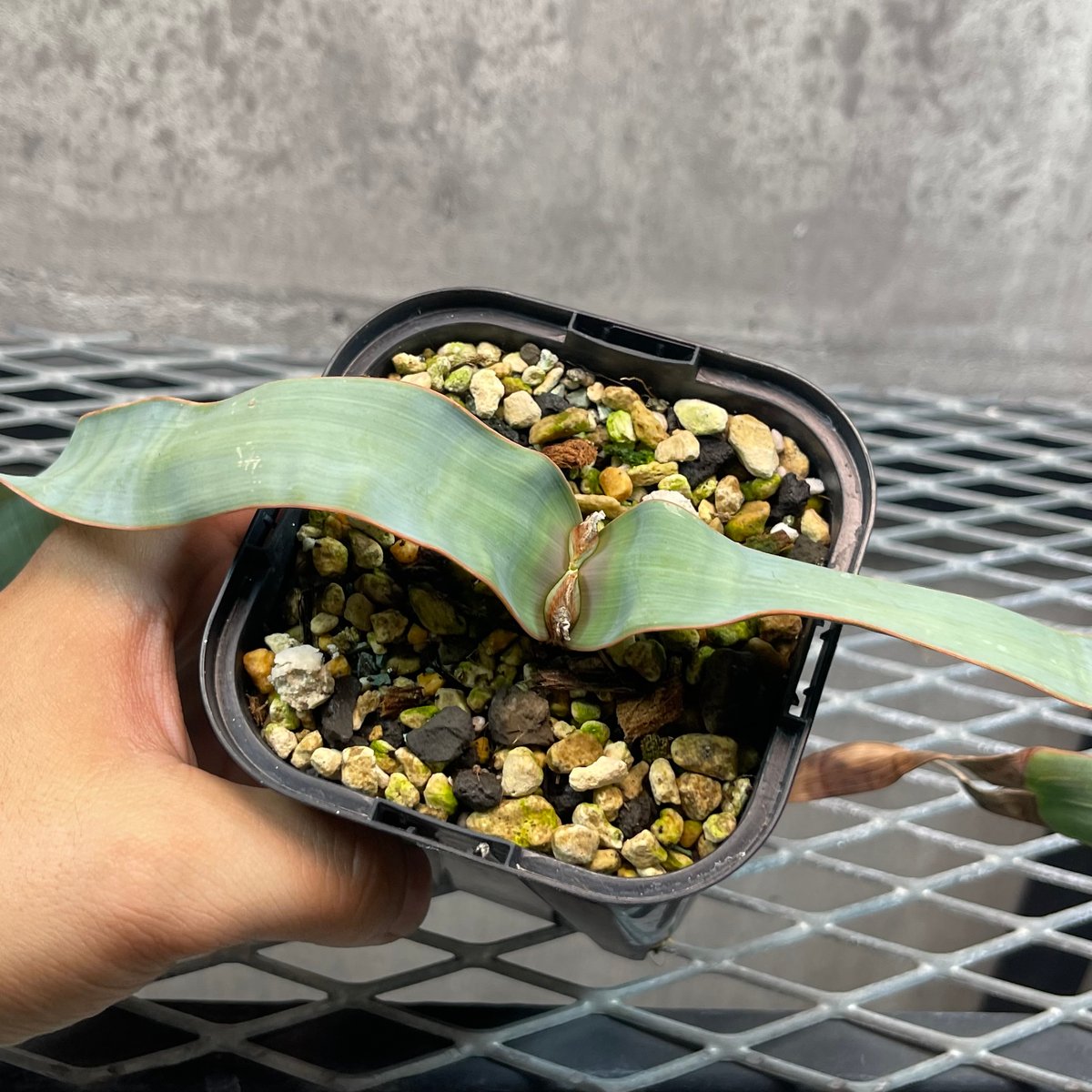 194 奇想天外 Welwitschia mirabilis ウィルウィッチア 194 奇想天外 Welwitschia mirabilis ウィルウィッチア