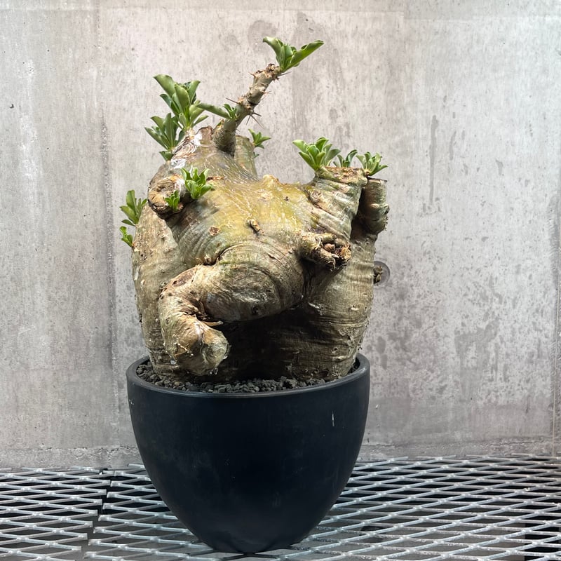 227 パキポディウム サンデルシー Pachypodium saundersii | FAT...