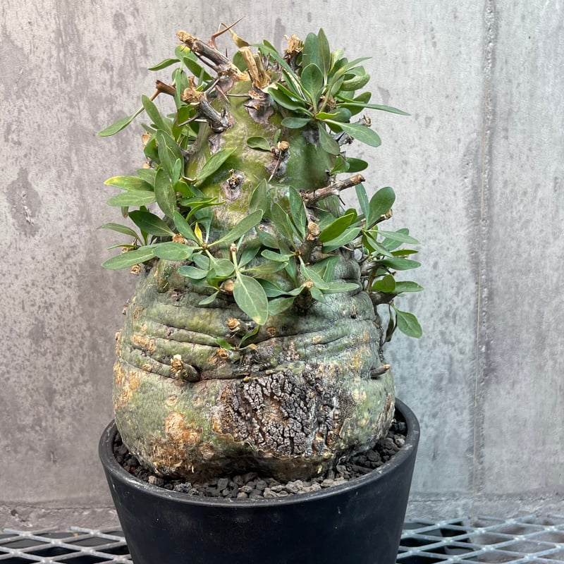 フォークイエリア コルムナリス 観峰玉 176 Fouquieria フォークイエリア コルムナリス 観峰玉 176 Fouquieria