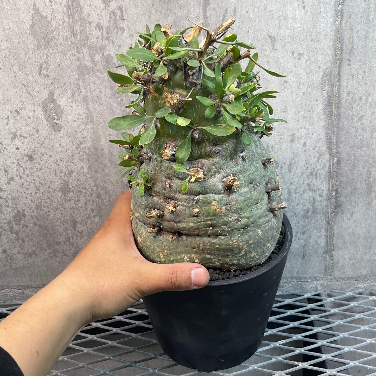 フォークイエリア コルムナリス 観峰玉 176 Fouquieria columnaris |