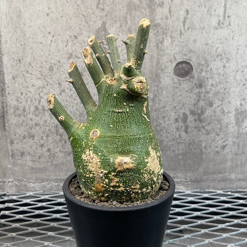 アデニア プセウドグロボーサ現地球Adenia pseudoglobosa