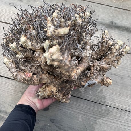 FAT FOOT CLUB's STORE