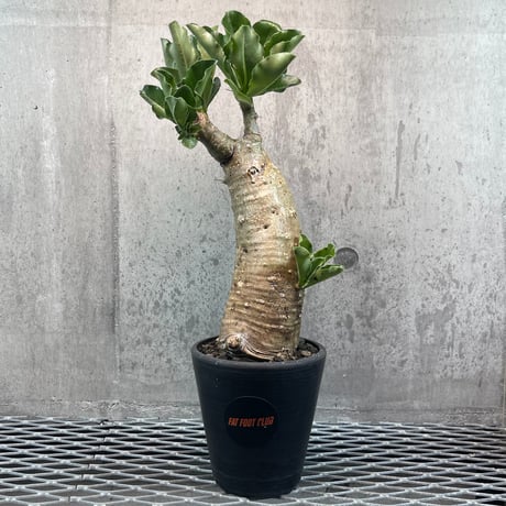 【大株】パキポディウムサンデルシー 白馬城 実生 塊根植物 多肉 パキポディウム サンデルシー 大株 大株】パキポディウムサンデルシー