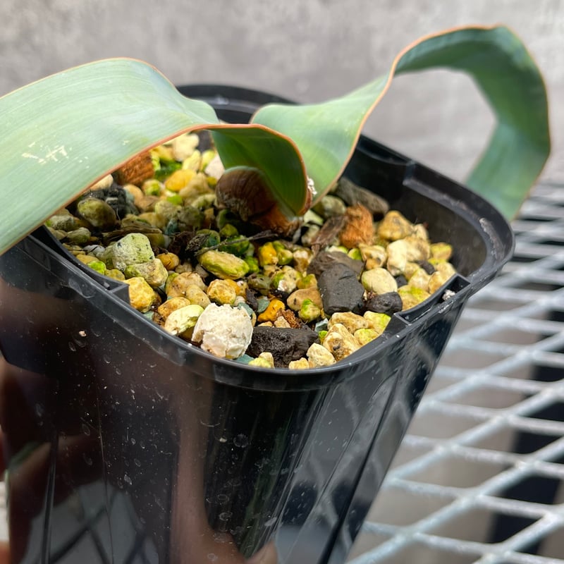 194 奇想天外 Welwitschia mirabilis ウィルウィッチア 194 奇想天外 Welwitschia mirabilis ウィルウィッチア