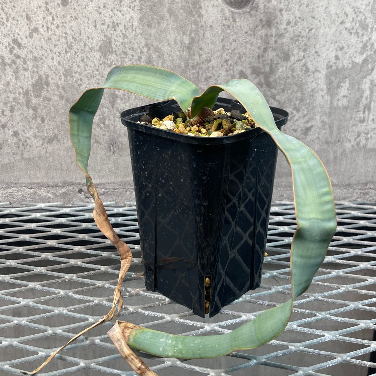 194 奇想天外 Welwitschia mirabilis ウィルウィッチア 194 奇想天外 Welwitschia mirabilis ウィルウィッチア