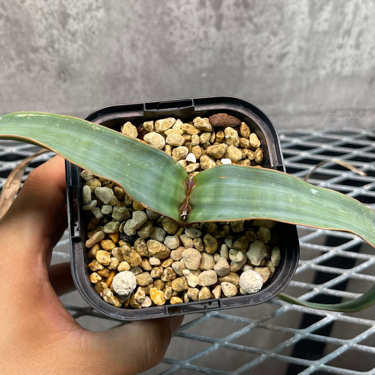 196 奇想天外 Welwitschia mirabilis ウィルウィッチア 196 奇想天外 Welwitschia mirabilis ウィルウィッチア
