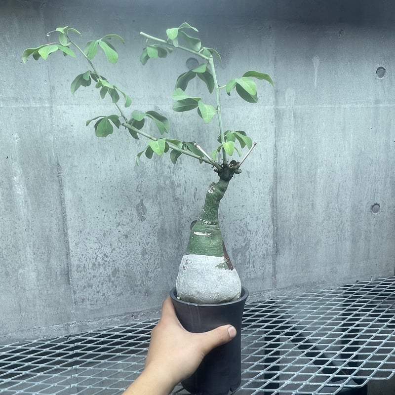 アデニア グラウカ 98 | FAT FOOT CLUB's STORE