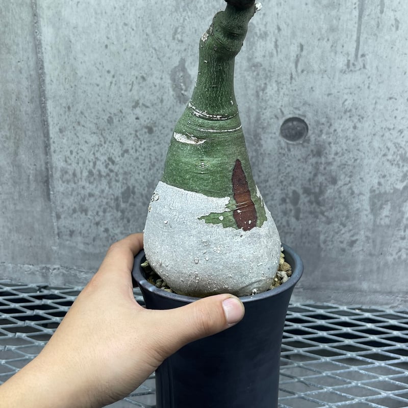 アデニア グラウカ 98 | FAT FOOT CLUB's STORE