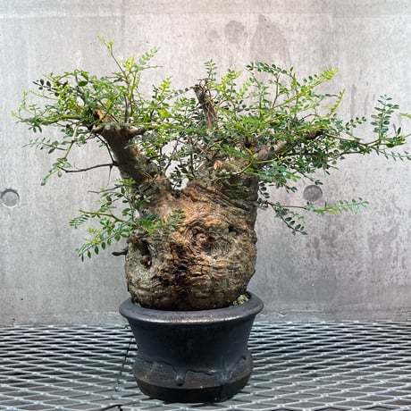 姫野翔太 金彩 菊模様 egg 植木鉢 作家鉢 姫野翔太 | STORES