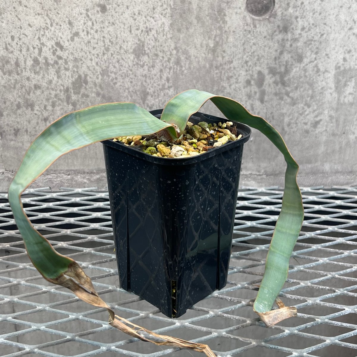 194 奇想天外 Welwitschia mirabilis ウィルウィッチア 194 奇想天外 Welwitschia mirabilis ウィルウィッチア