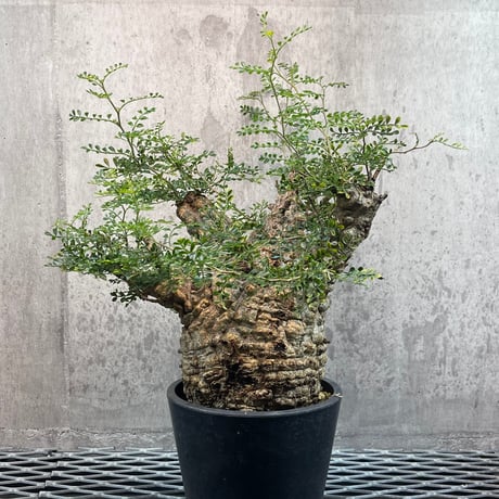 2点セット n/oh 澪標 白亜 陶器鉢 ネオシホ アガベチ