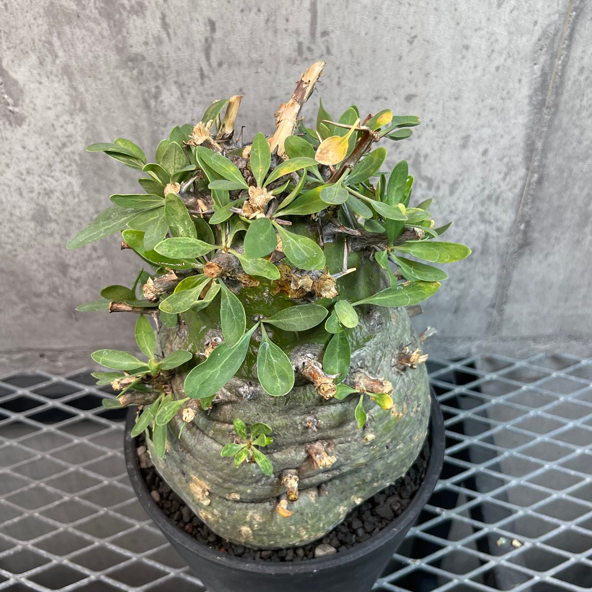 フォークイエリア コルムナリス 観峰玉 176 Fouquieria columnaris |