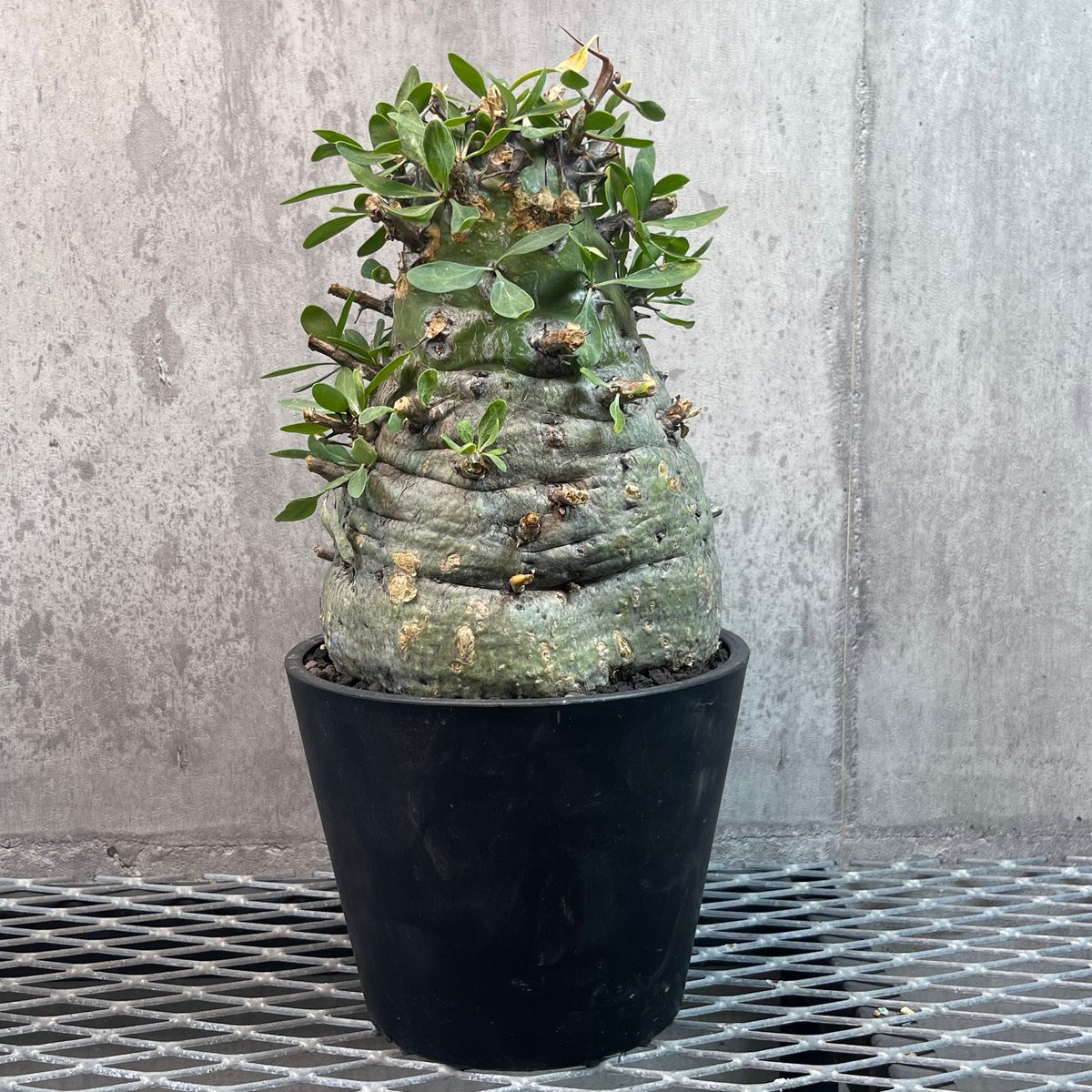 フォークイエリア コルムナリス 観峰玉 176 Fouquieria フォークイエリア コルムナリス 観峰玉 176 Fouquieria