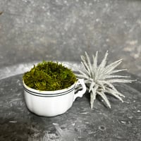癒しの空間　苔プリザ　アンティーク陶器　ホワイト