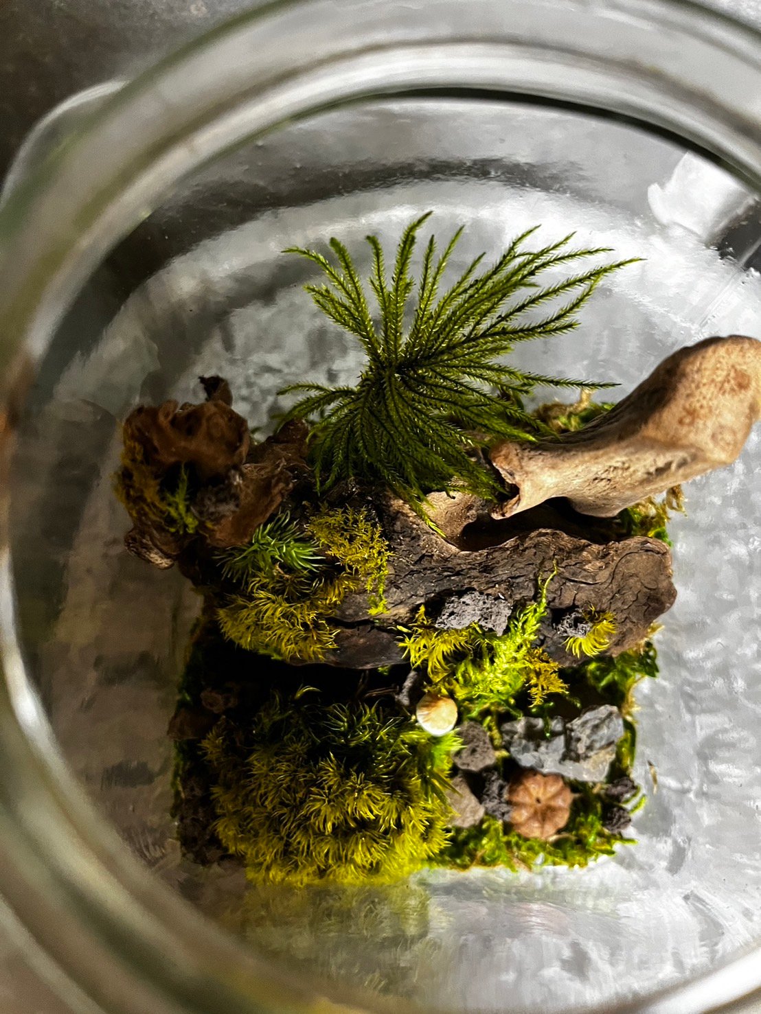 苔プリザ 「古いお菓子の瓶で作る森の風景アート」 | GRACE