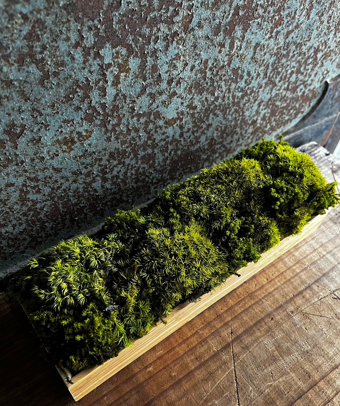 癒しの空間 苔プリザ ウッドロング | GRACE