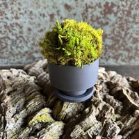 癒しの空間　苔プリザ　陶器お皿付　グレー丸Tall