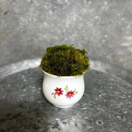 癒しの空間　苔プリザ　 アンティーク陶器 フラワー