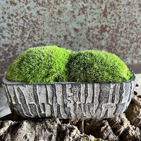 かわいいラクダの背中の苔プリザ　　陶器