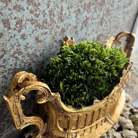 金の王冠　苔プリザ