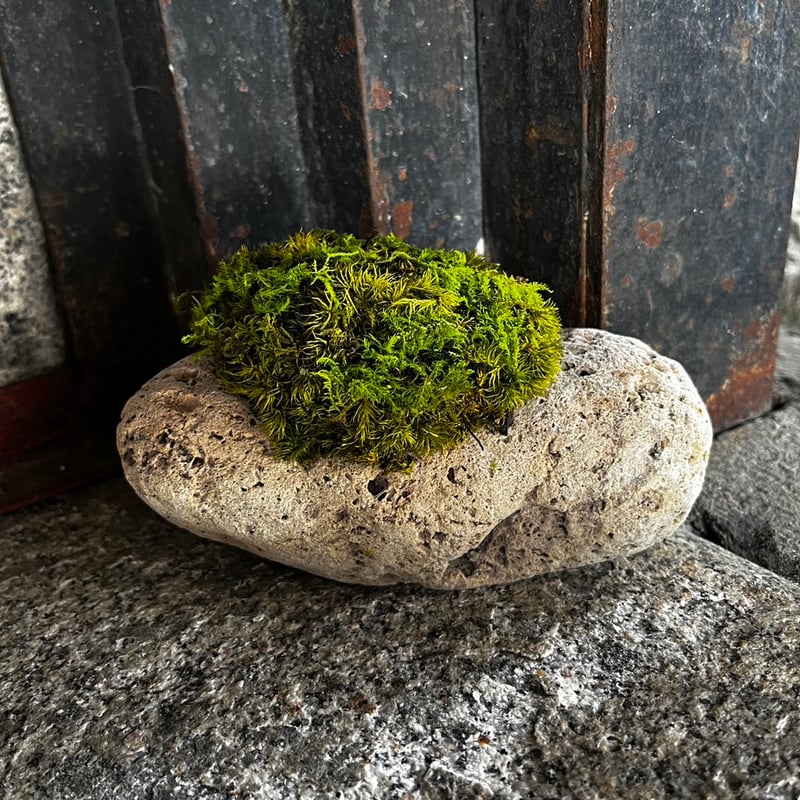 軽石苔プリザーブド | GRACE